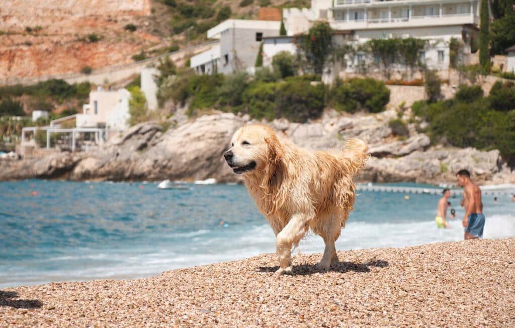 animal
